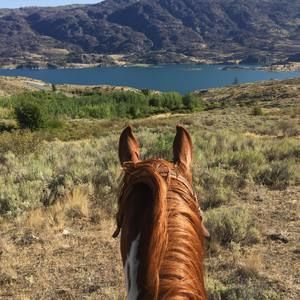 Meet your Posher, Jake